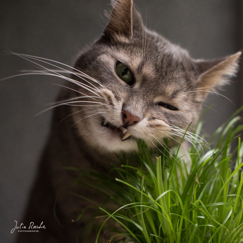 Tierfotografie: Porträt eines grau getiegerten Katers mit Katzengras von Julia Rauhe Fotografie