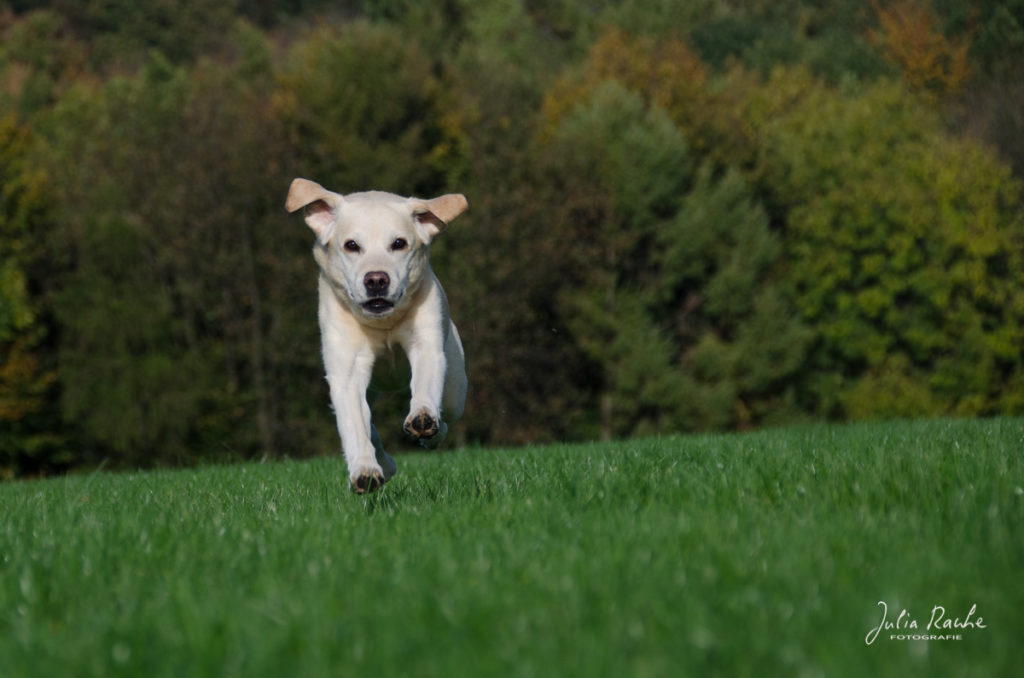 Hundefotografie - Labrador Retriever läuft über Wiese - Julia Rauhe Fotografie