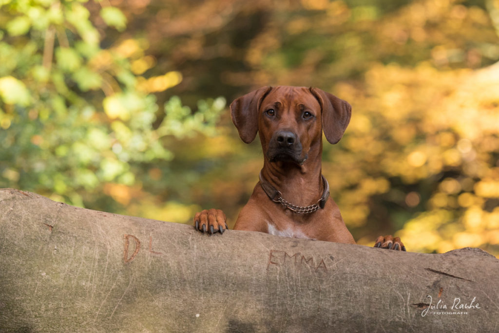 Tierfotografie: Rhodesian Ridgeback schaut im Herbstwald über einen Baumstamm Porträt von Julia Rauhe Fotografie